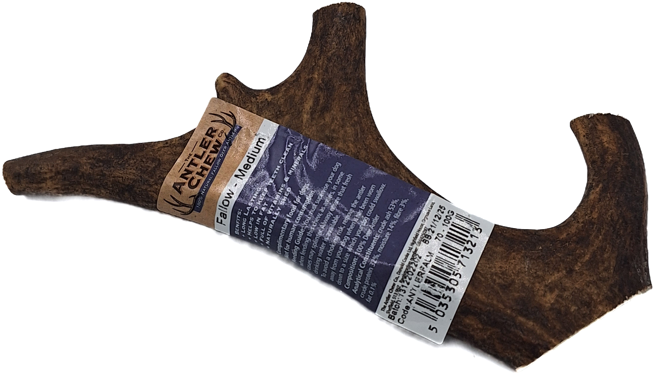 Fallow Antler Large Medium