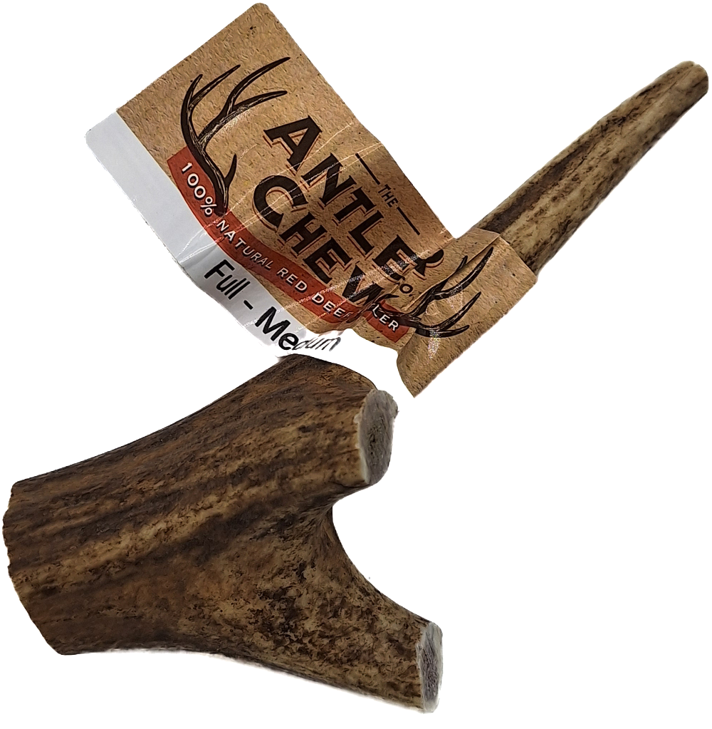 Full Antler Large Medium