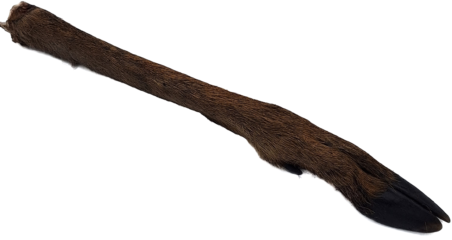 Hairy Doe Legs (Venison) 10 pack