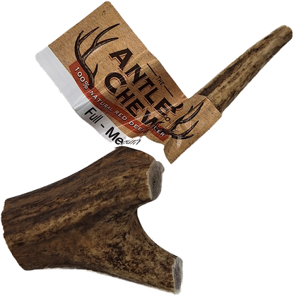 Full Antler Large Medium