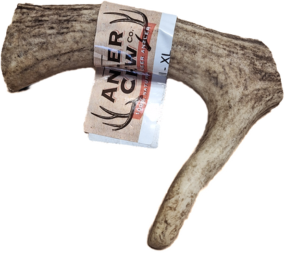 Full Antler Large XL