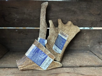 Fallow Antler